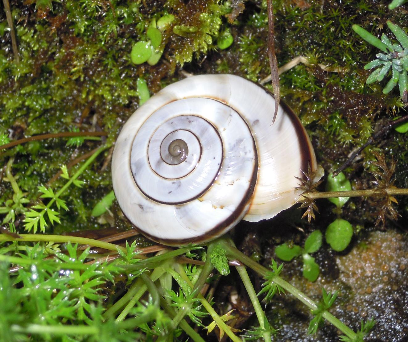 Chilostoma cingulatum apuanum - variabilit